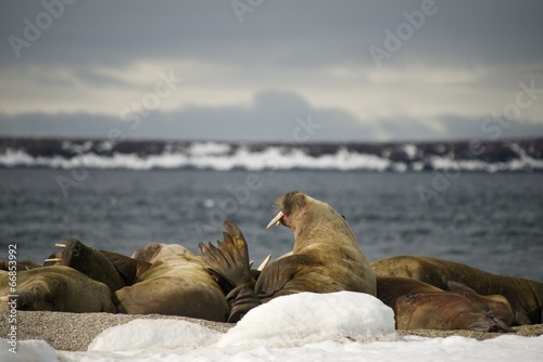 Walruses with giant tusks at Arctic haul-out