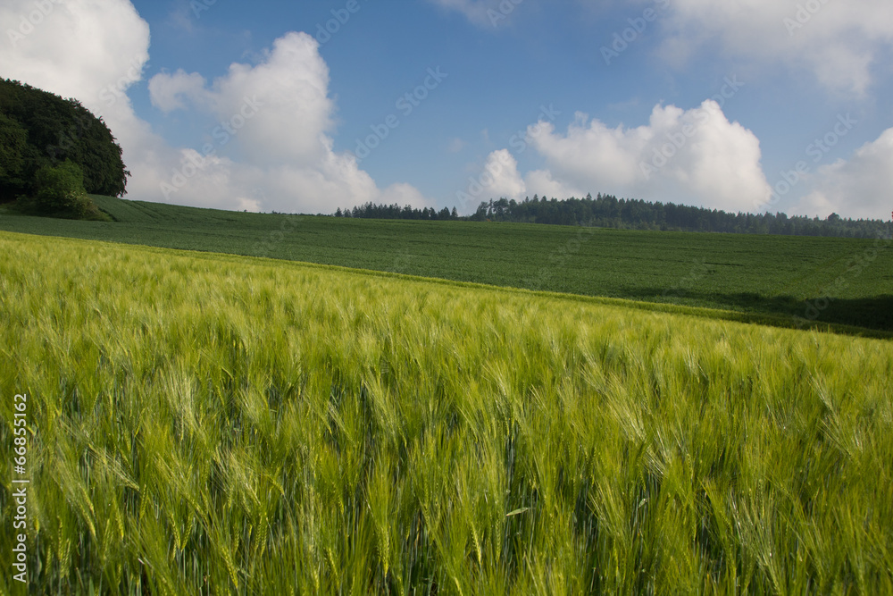 Kornfeld im Frühsommer