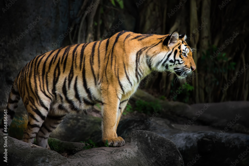 Fototapeta premium Portrait of a Royal Bengal tiger