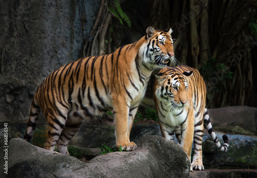 Portrait of a Royal Bengal tiger