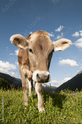 Neugierige Kuh in den Österreichischen Alpen