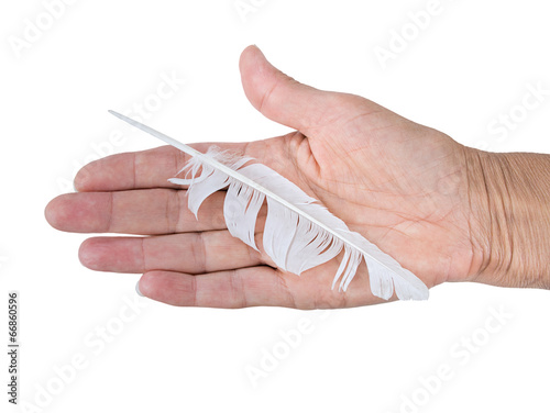 Hand wth bedraggled white feather - cowardice or defeat concept.