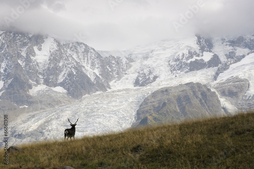 Red deer (Cervus elaphus) with glaciers and in rut.