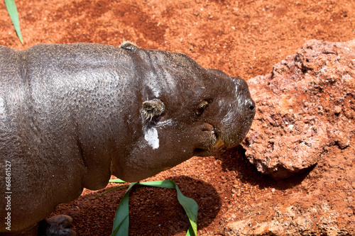 Hippopotamus pigmy, Hexaprotodon liberiensis photo