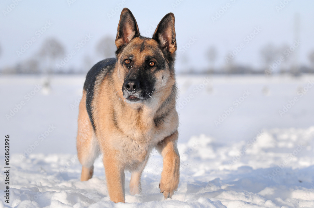 Deutscher Schäferhund im Schnee