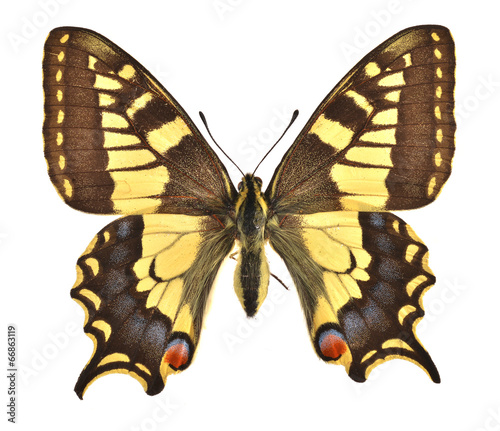 The European Swallowtail (Papilio machaon)