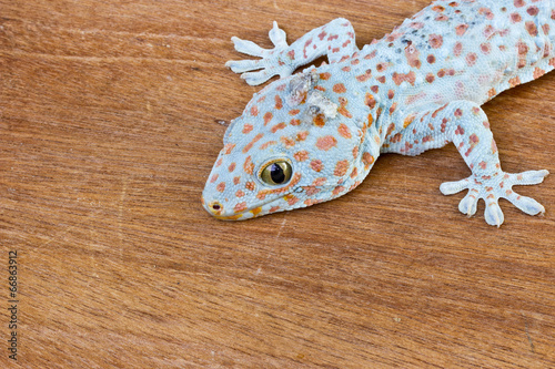 Closeup of gecko on the wood wall