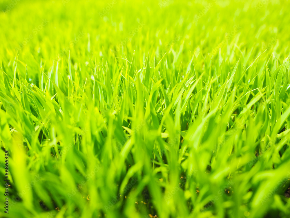 Fototapeta premium 苗床