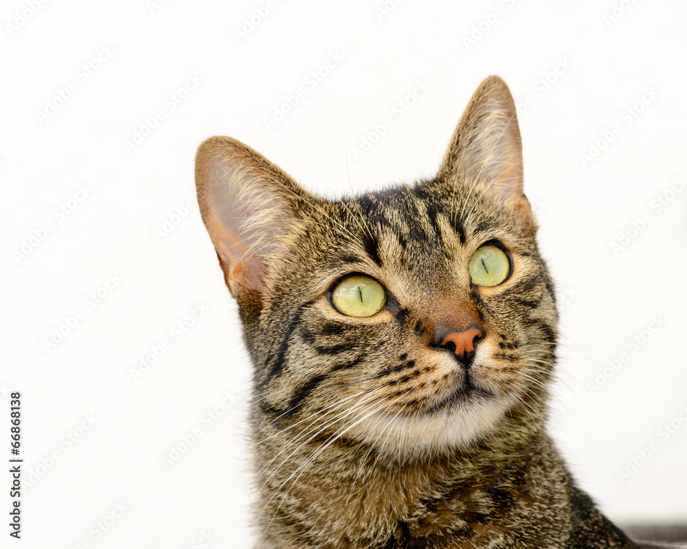 Katze mit wachsamem Blick Katze mit wachsamem Blick