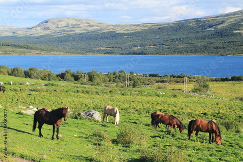 parco nazionale dovrefjell norvegia cavalli photo