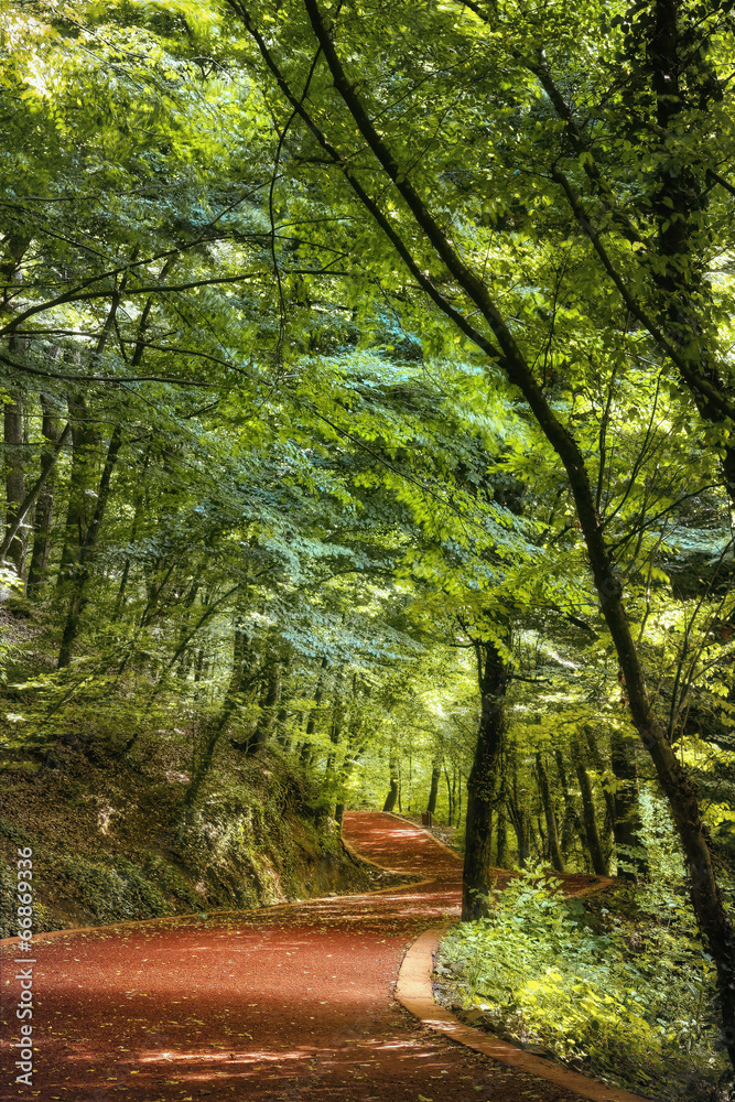 Fototapeta premium Road in the woods