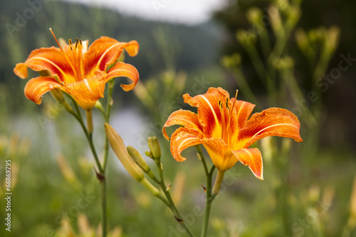 Fototapeta Naklejka Na Ścianę i Meble -  Pair of Orange Lillies