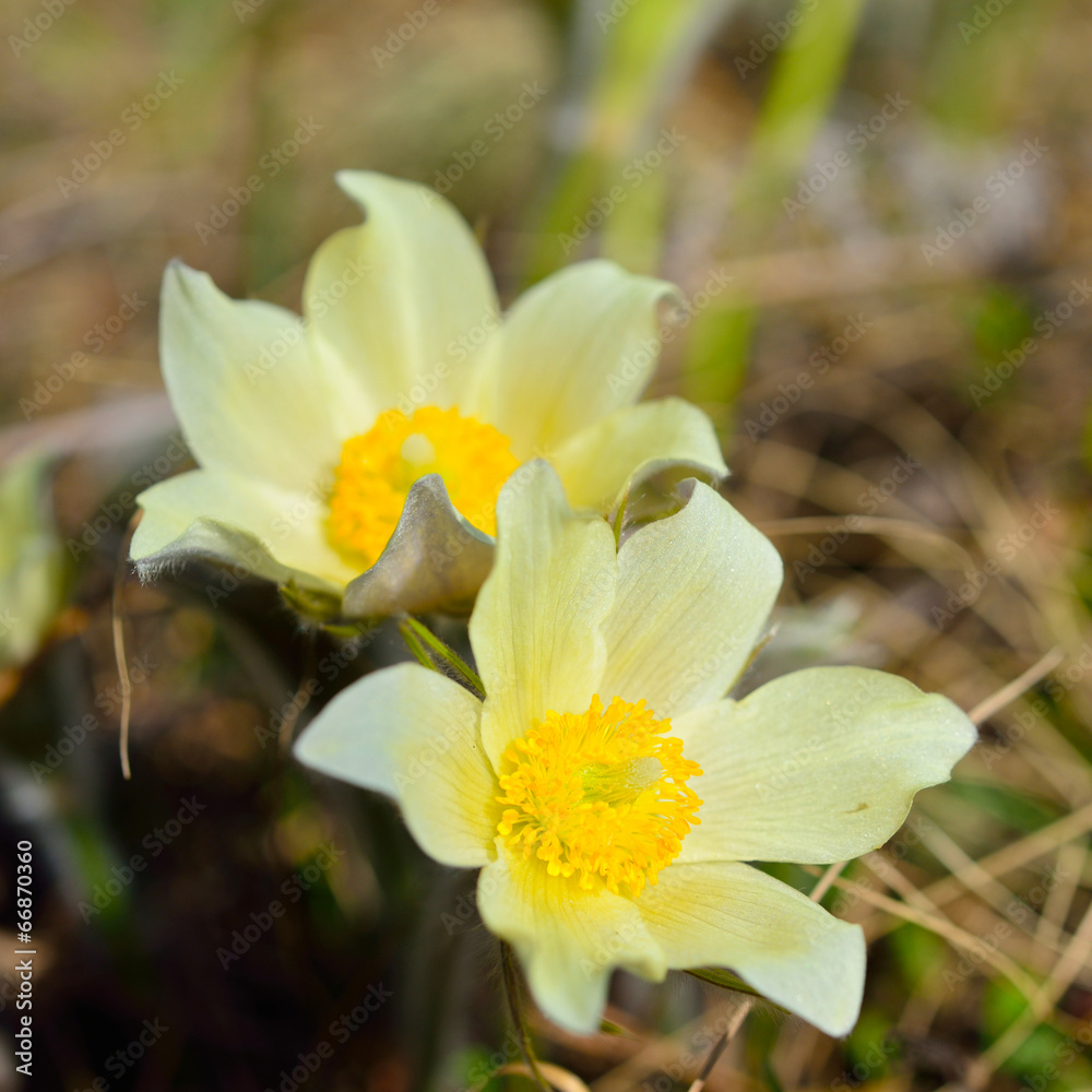 Forest primroses in Siberia, Alpine anemone Forest primroses in Siberia, Alpine anemone