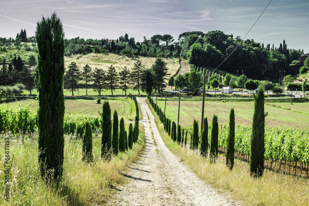 Vineyards and farm road in Italy Vineyards and farm road in Italy