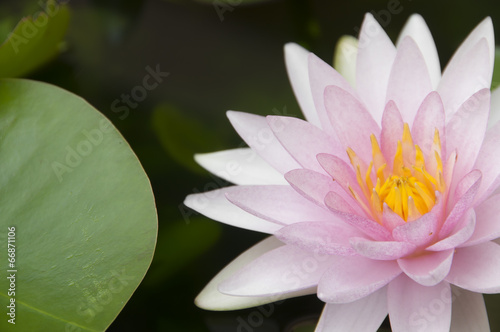Pink water lily in nature.