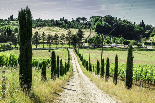 Vineyards and farm road in Italy © Deyan Georgiev