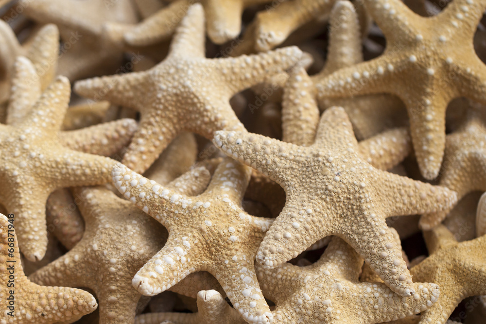 Fototapeta premium Starfish and seashells souvenirs for sale
