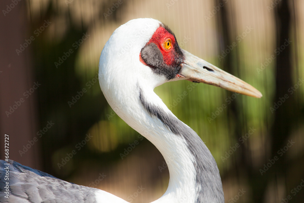 Isolated photo of a sandhill crane