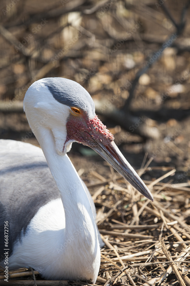 Fototapeta premium Isolated photo of a sandhill crane