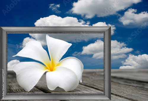 white frangipani in frame and blue sky