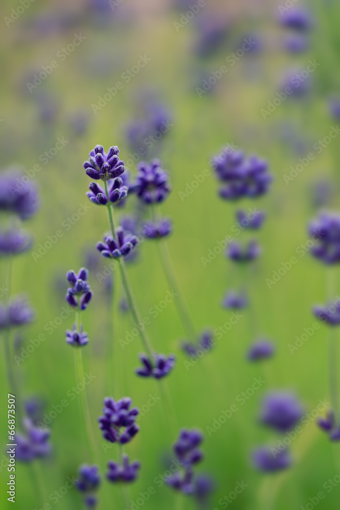 Obraz premium Herbal Garden - flowering lavender in the garden