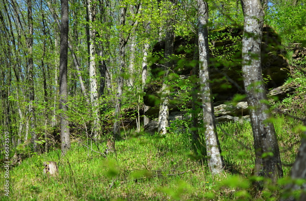 Green forest with trees and grass