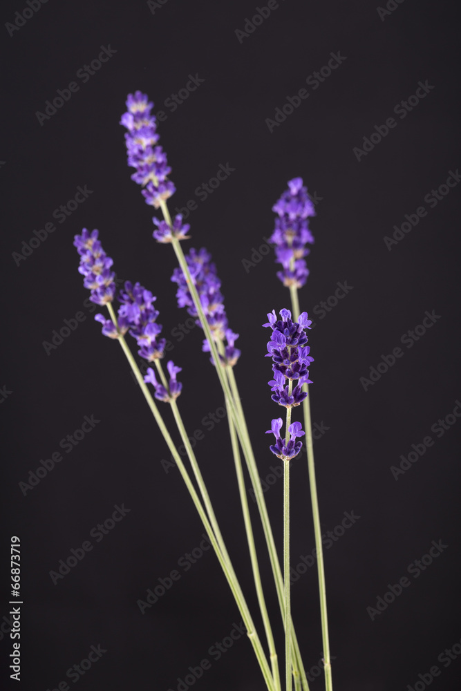 Obraz premium Lavender Blue.