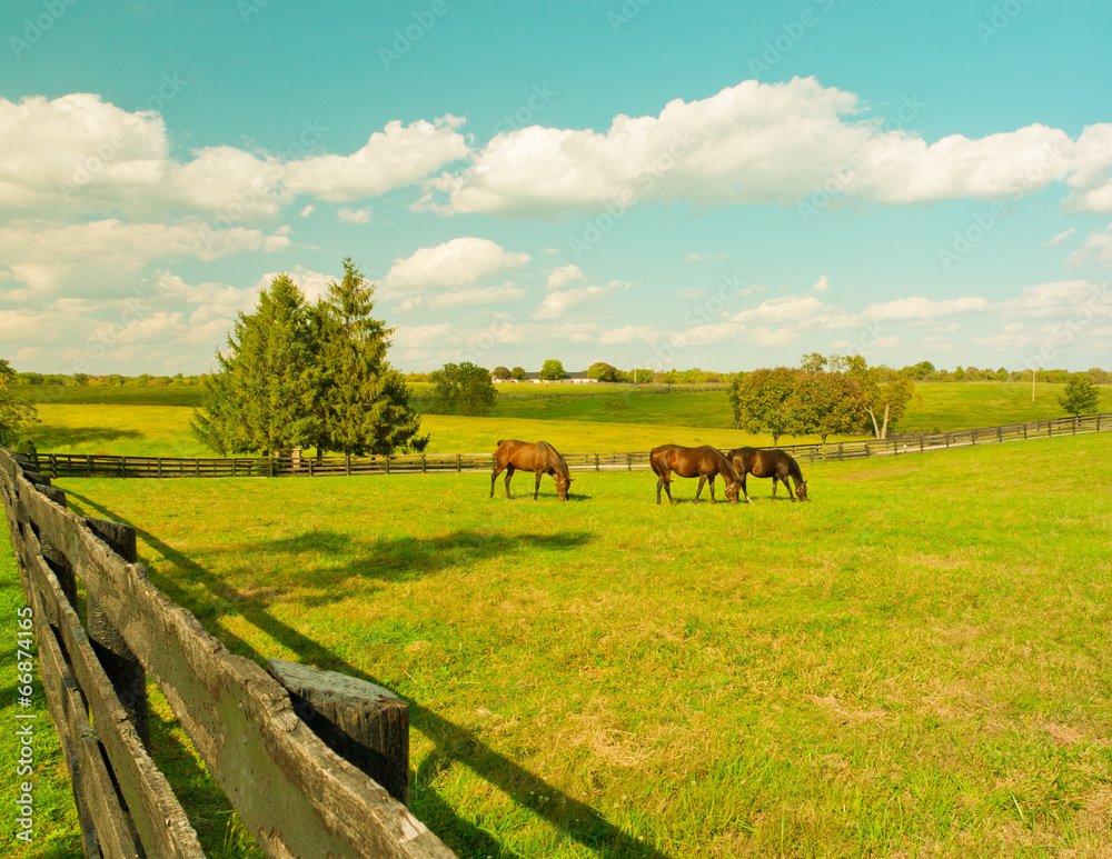 Obraz premium Horses at horse farm