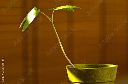 Phototropism. Plant growing towards sunlight.