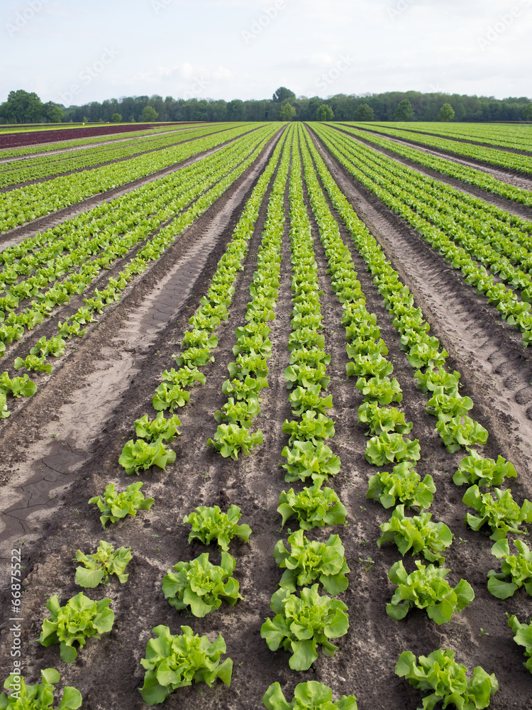 Erwerbsgemüseanbau - Gemüsefeld - Kopfsalat