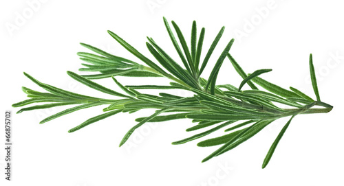 Rosemary leaves isolated on white background