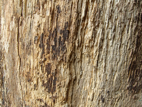 rotten wood detail background texture