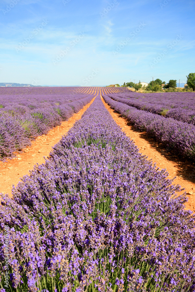 Fototapeta premium France - Valensole - Lavandes
