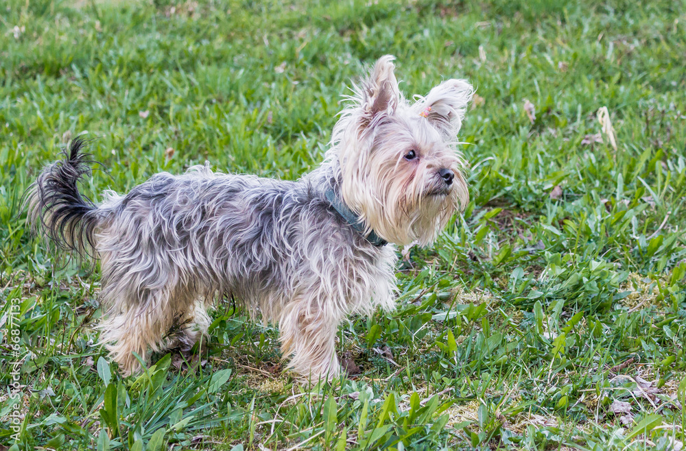 Yorkshire Terrier Yorkshire Terrier