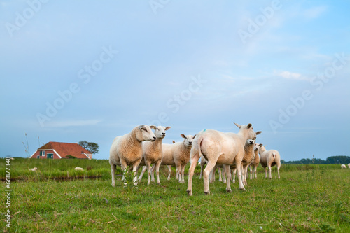 sheep herd on pasture