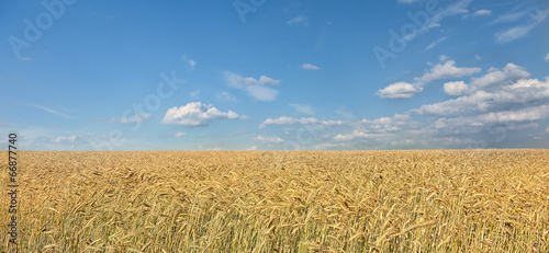 Golden wheat field on a background of blue sky