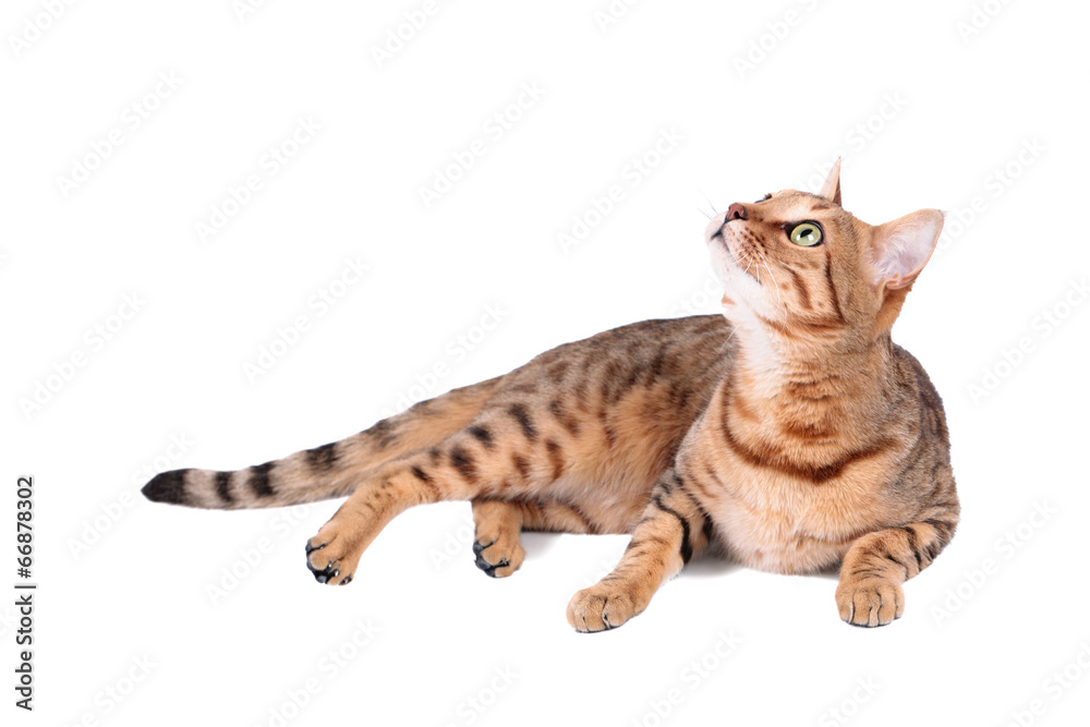 Obraz premium Cat