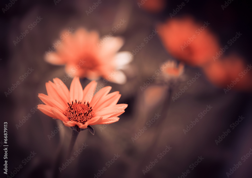 orange summer flowers - obrazy, fototapety, plakaty 