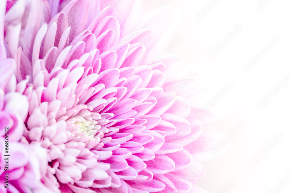 Macro detail of colorful blooming flower with white background