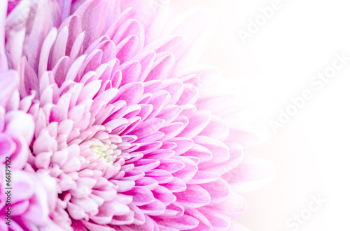 Macro detail of colorful blooming flower with white background