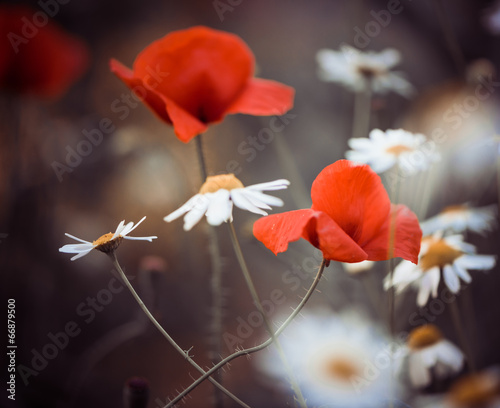 Fototapeta Naklejka Na Ścianę i Meble -  red poppy flowers and wild daisies