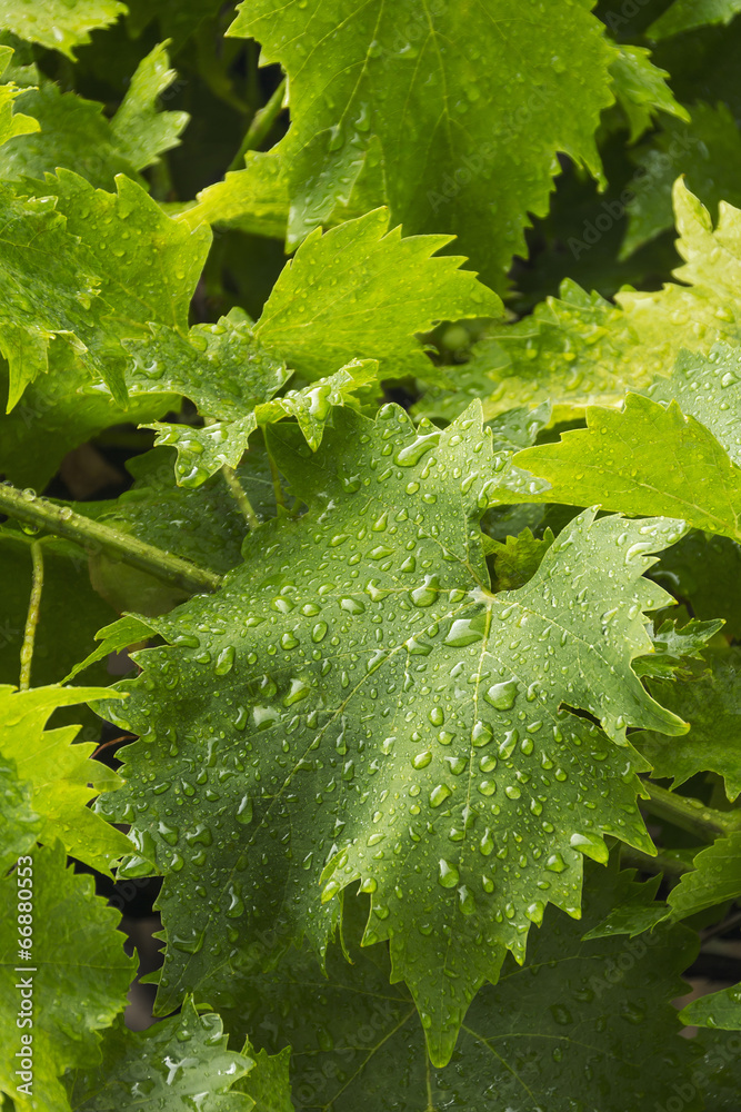 Fototapeta premium Feuille de vigne