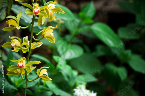 Bright Yellow Cymbidium Orchid © partha1983