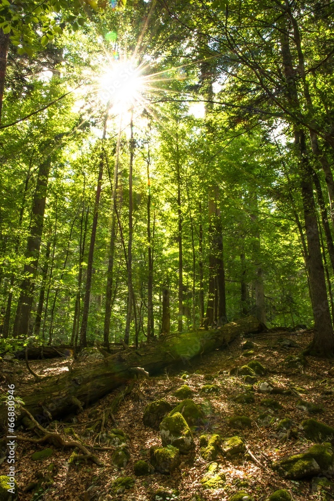 Sonnenschein durch die Baumkronen