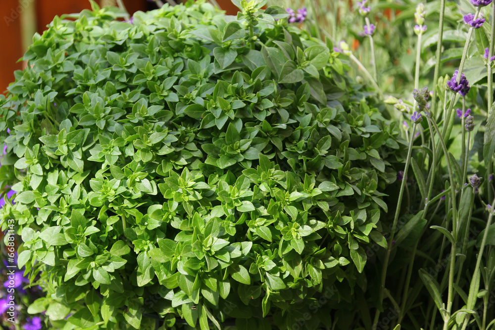 Garten Garten