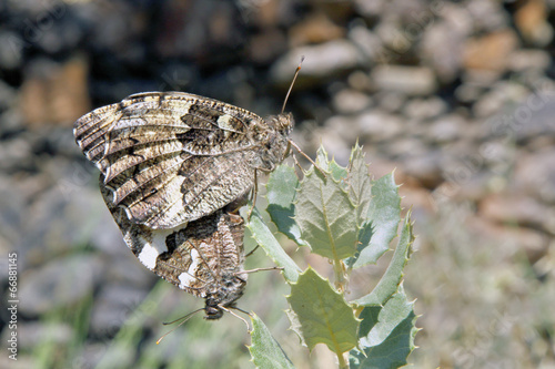 Mariposas rey moro copulando, brintesia circe, Sauceda photo