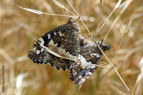 Mariposas rey moro copulando, brintesia circe, Sauceda photo