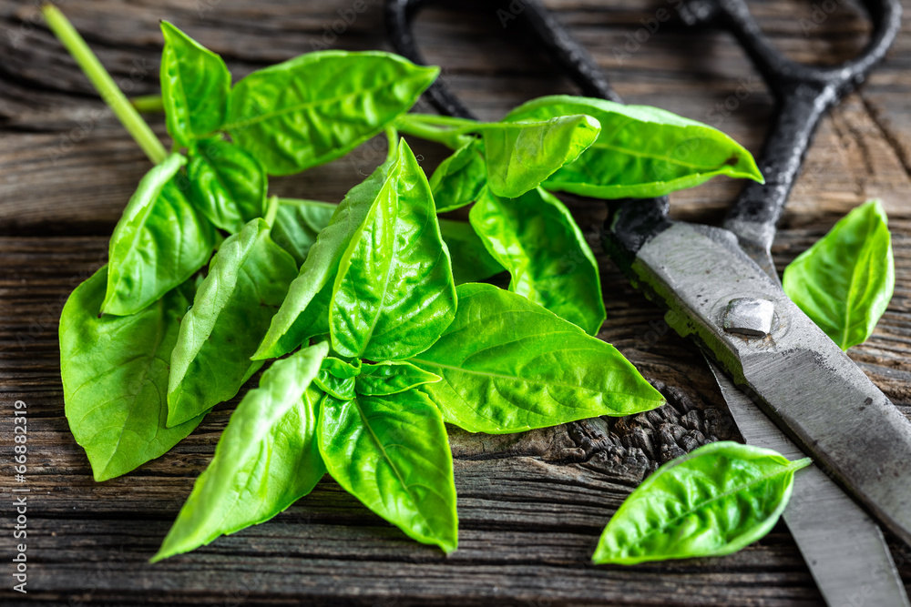 Fototapeta premium basil