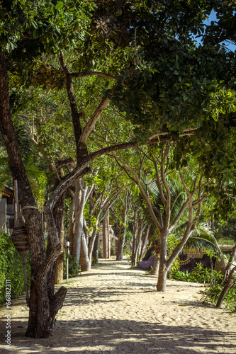 Beautiful city park with path and green trees