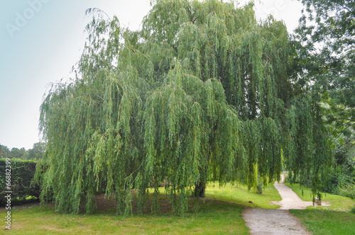 Weeping Willow tree